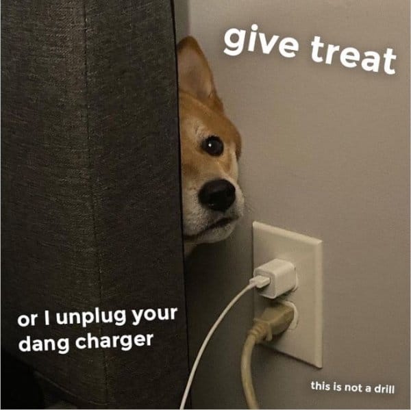 25 Hilarious Dog Memes That Are Both Funny And Adorable 19 dog meme11