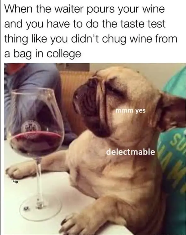 25 Hilarious Dog Memes That Are Both Funny And Adorable 20 dog meme12