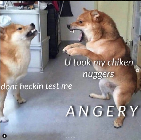 25 Hilarious Dog Memes That Are Both Funny And Adorable 21 dog meme13