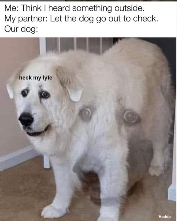 25 Hilarious Dog Memes That Are Both Funny And Adorable 4 dog meme14