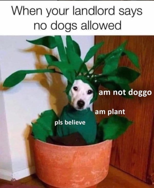 25 Hilarious Dog Memes That Are Both Funny And Adorable 5 dog meme15