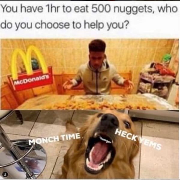 dog meme16