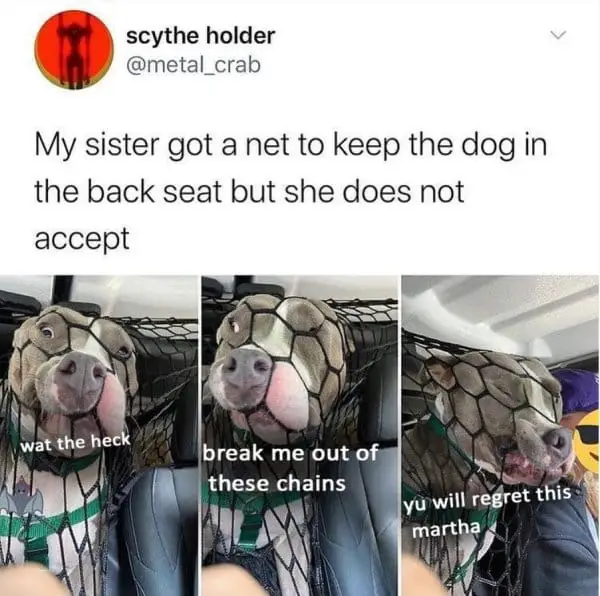 25 Hilarious Dog Memes That Are Both Funny And Adorable 7 dog meme17