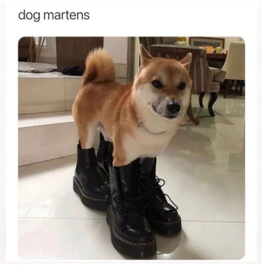dog meme2