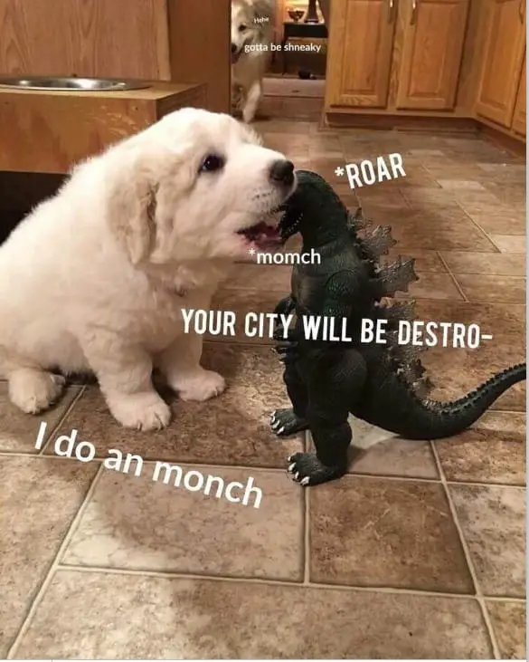 dog meme4