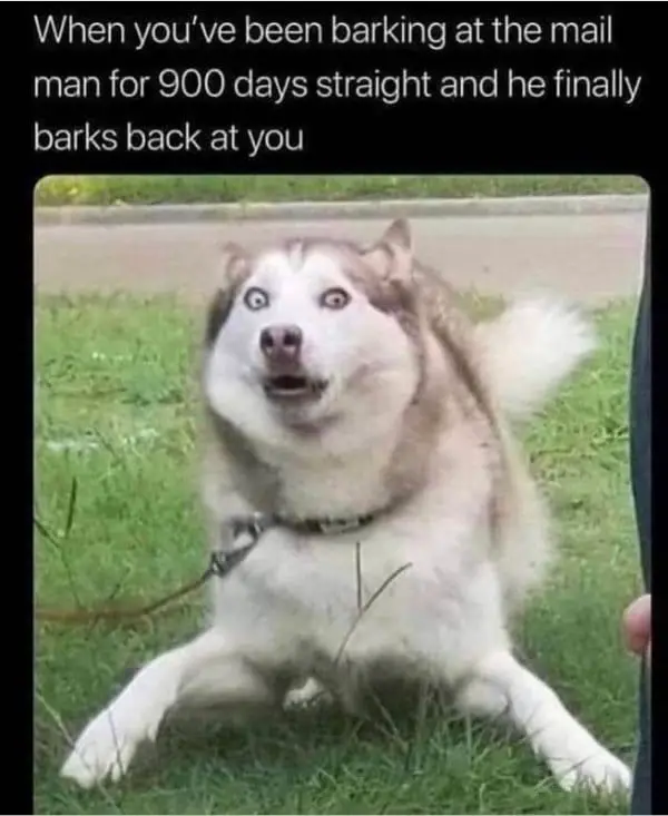 25 Hilarious Dog Memes That Are Both Funny And Adorable 2 dog meme6