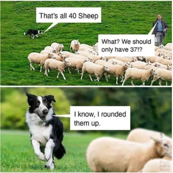25 Hilarious Dog Memes That Are Both Funny And Adorable 14 dog meme7