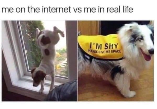 25 Hilarious Dog Memes That Are Both Funny And Adorable 15 dog meme8
