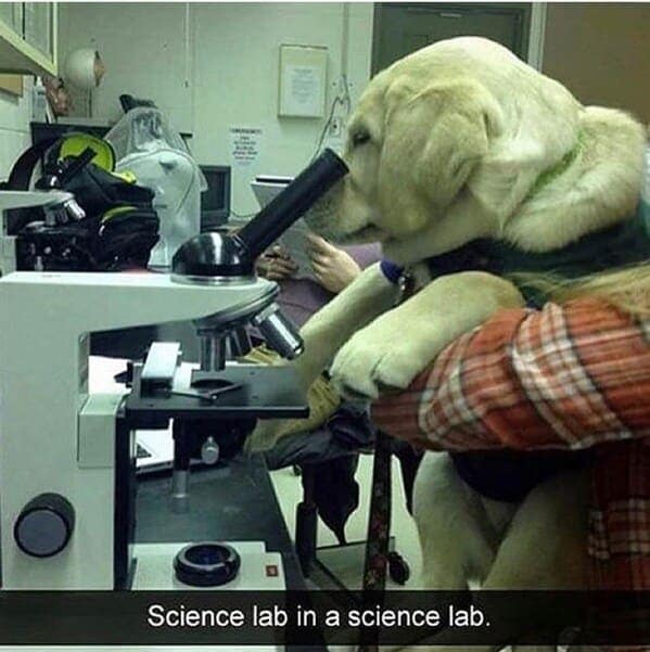 dog memes 10
