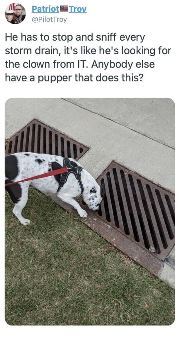 dog memes 12