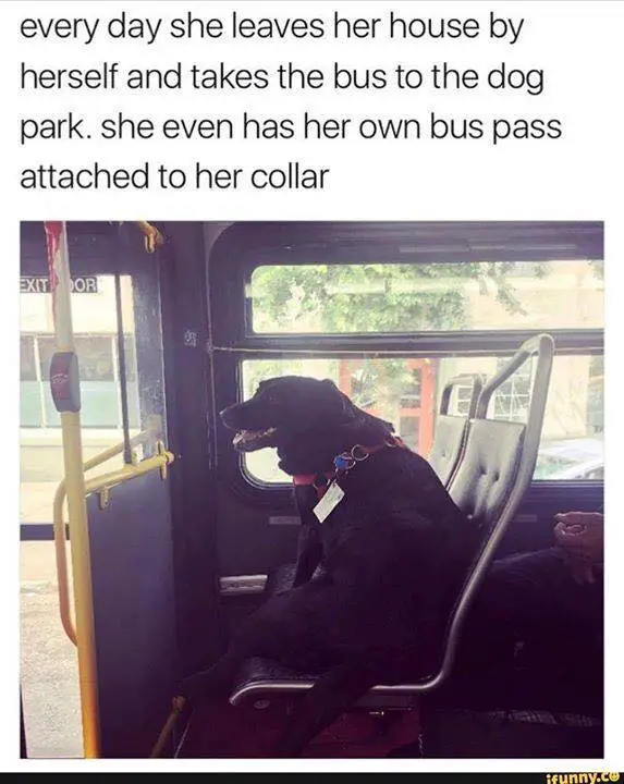 dog memes 13
