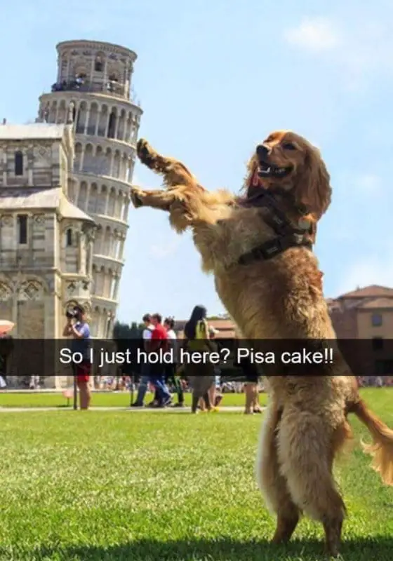dog memes 14