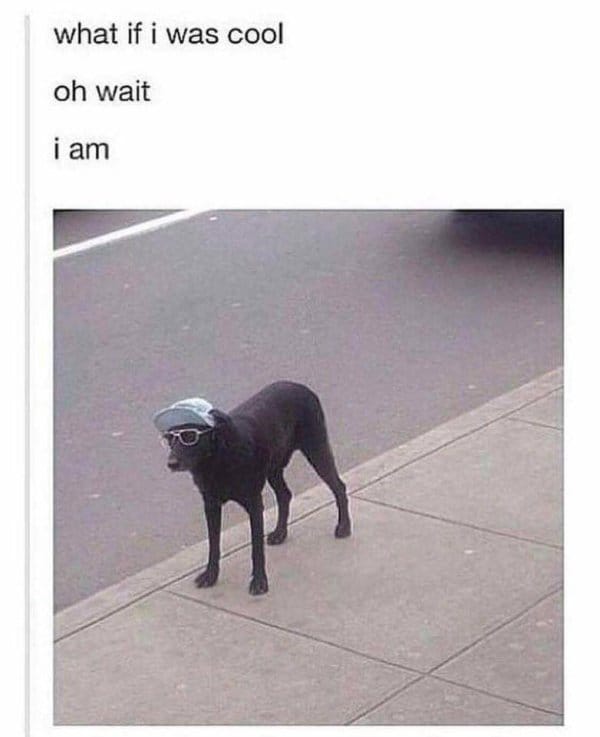 dog memes 15