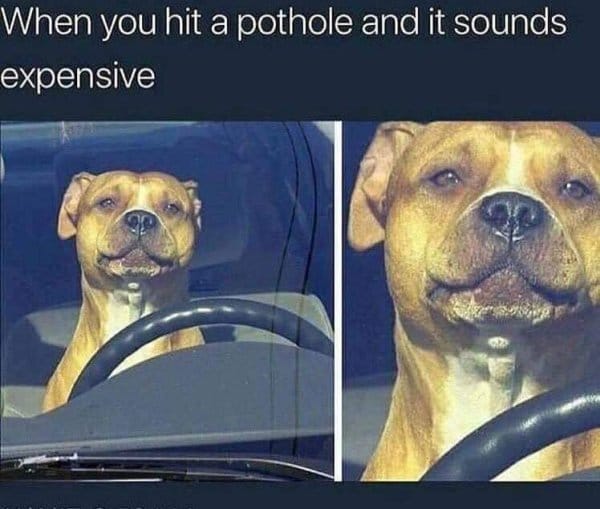 dog memes 18