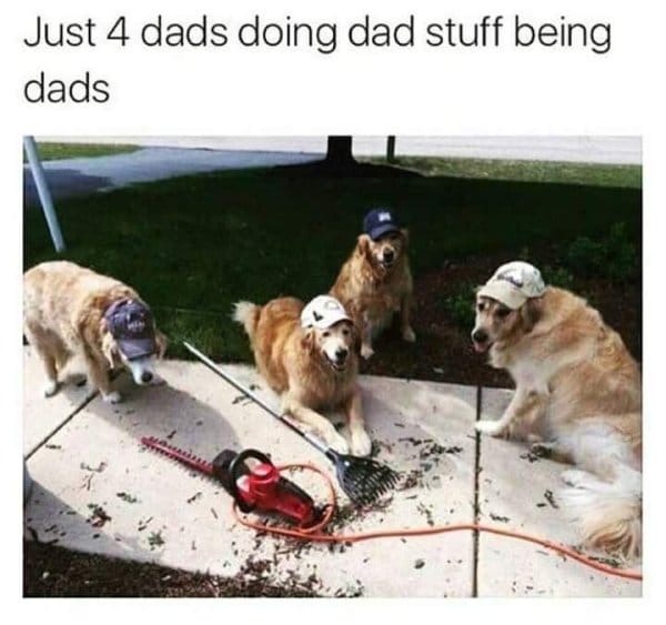 dog memes 19