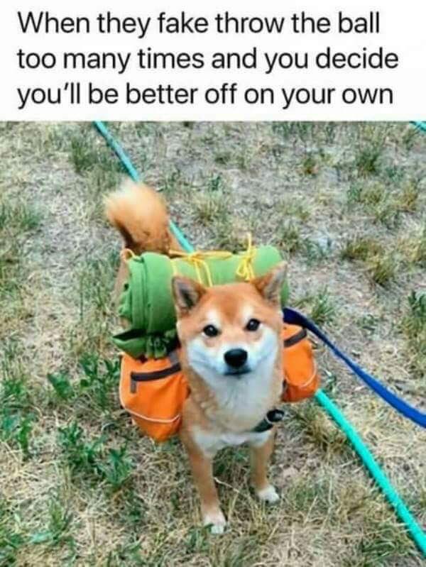 dog memes 21