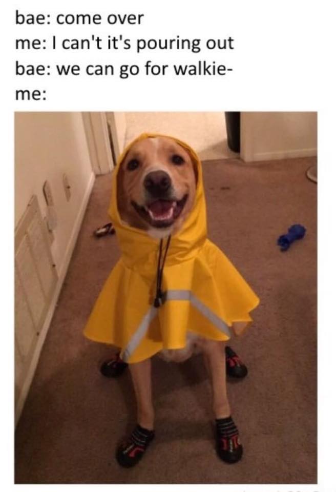 dog memes 22