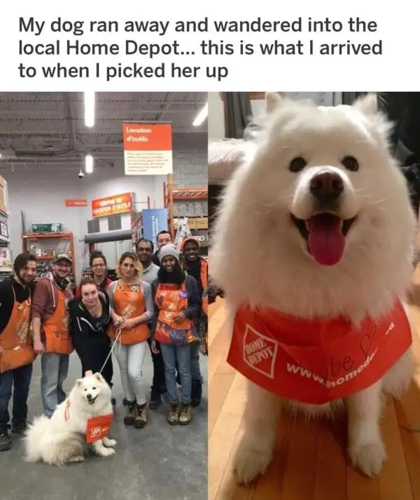 30 Adorable Dog Posts That Are Enough To Make Anyone’s Day 1 doghappy e1731164817553