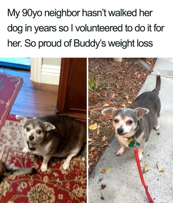30 Adorable Dog Posts That Are Enough To Make Anyone’s Day 10 doghappy10