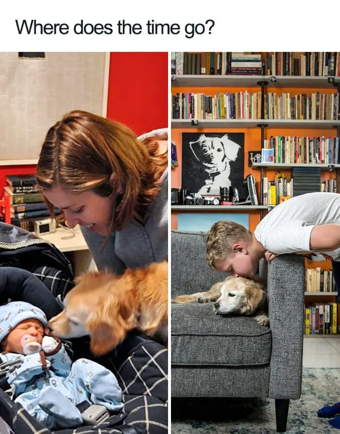 30 Adorable Dog Posts That Are Enough To Make Anyone’s Day 14 doghappy14