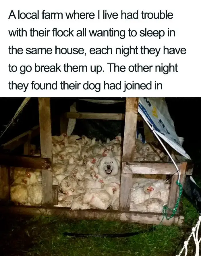 30 Adorable Dog Posts That Are Enough To Make Anyone’s Day 15 doghappy15