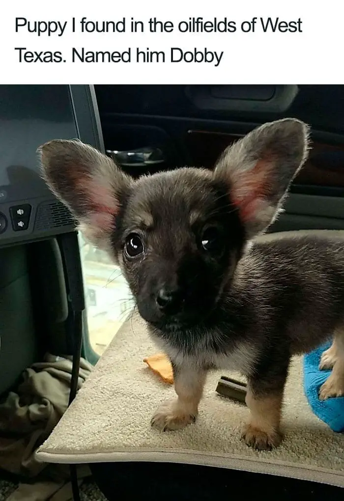 30 Adorable Dog Posts That Are Enough To Make Anyone’s Day 16 doghappy16