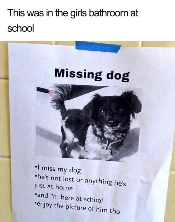 30 Adorable Dog Posts That Are Enough To Make Anyone’s Day 17 doghappy17