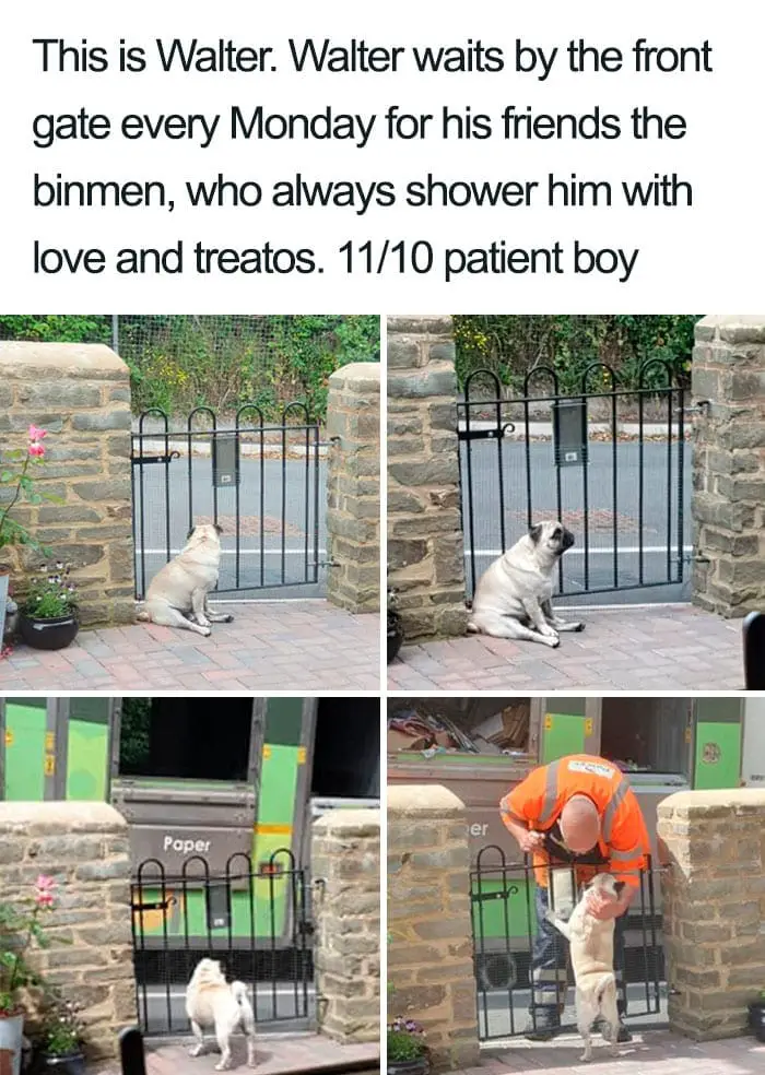 30 Adorable Dog Posts That Are Enough To Make Anyone’s Day 18 doghappy18