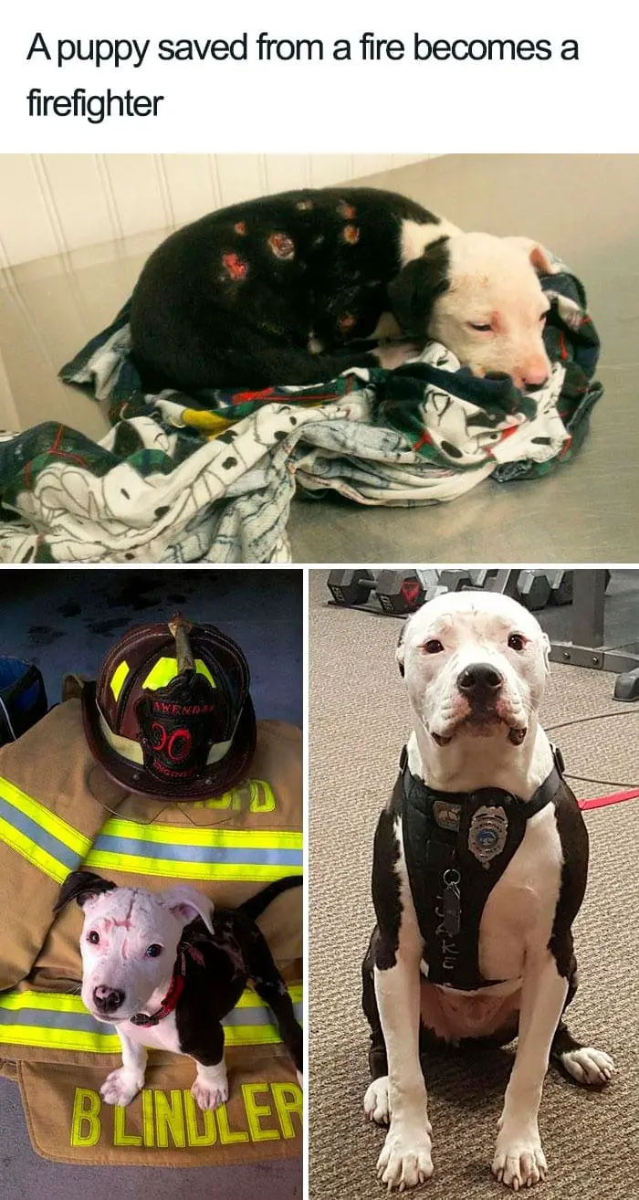 30 Adorable Dog Posts That Are Enough To Make Anyone’s Day 2 doghappy2