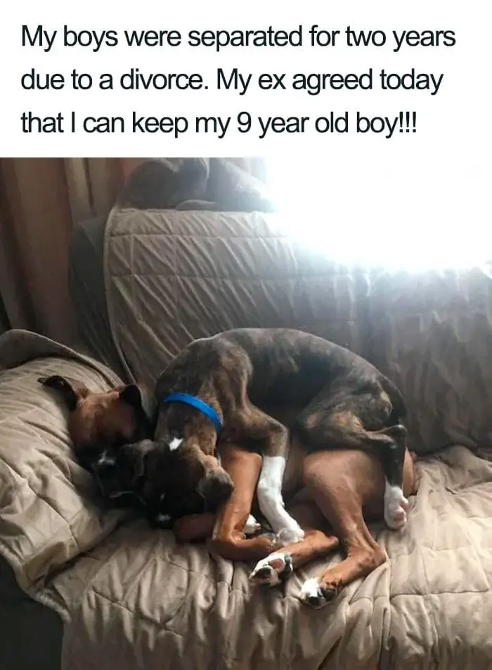 30 Adorable Dog Posts That Are Enough To Make Anyone’s Day 21 doghappy21