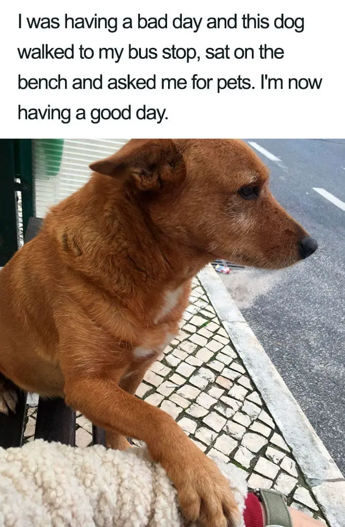 30 Adorable Dog Posts That Are Enough To Make Anyone’s Day 22 doghappy22