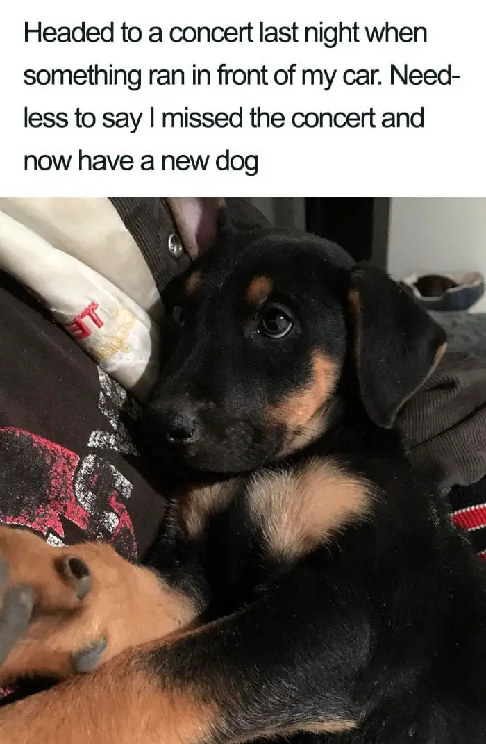 30 Adorable Dog Posts That Are Enough To Make Anyone’s Day 23 doghappy23
