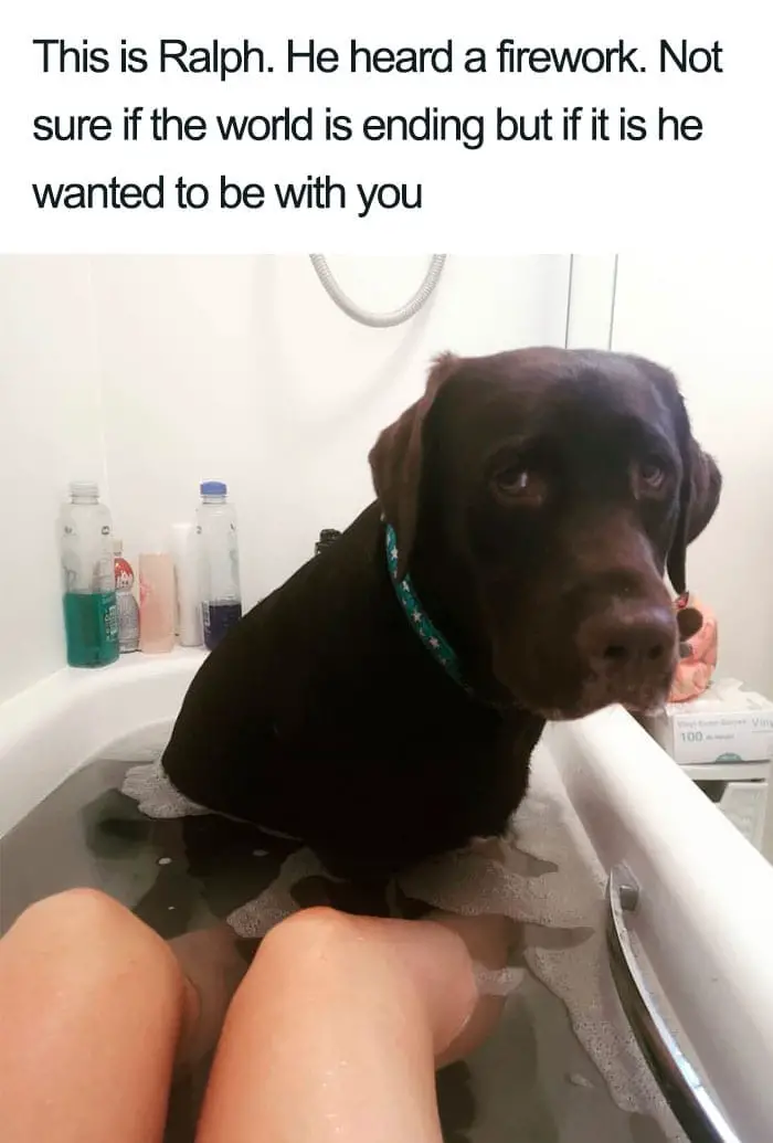 30 Adorable Dog Posts That Are Enough To Make Anyone’s Day 24 doghappy24