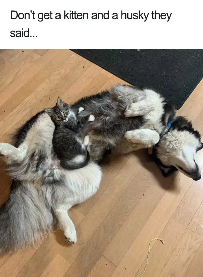 30 Adorable Dog Posts That Are Enough To Make Anyone’s Day 25 doghappy25