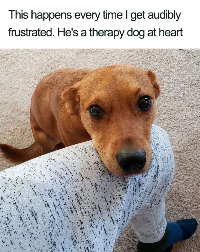 30 Adorable Dog Posts That Are Enough To Make Anyone’s Day 26 doghappy26