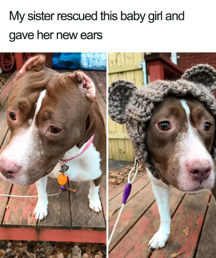 30 Adorable Dog Posts That Are Enough To Make Anyone’s Day 27 doghappy27