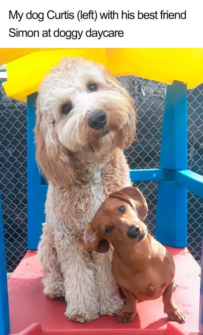 30 Adorable Dog Posts That Are Enough To Make Anyone’s Day 28 doghappy28