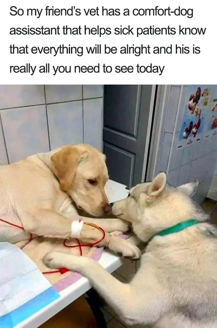 30 Adorable Dog Posts That Are Enough To Make Anyone’s Day 3 doghappy3