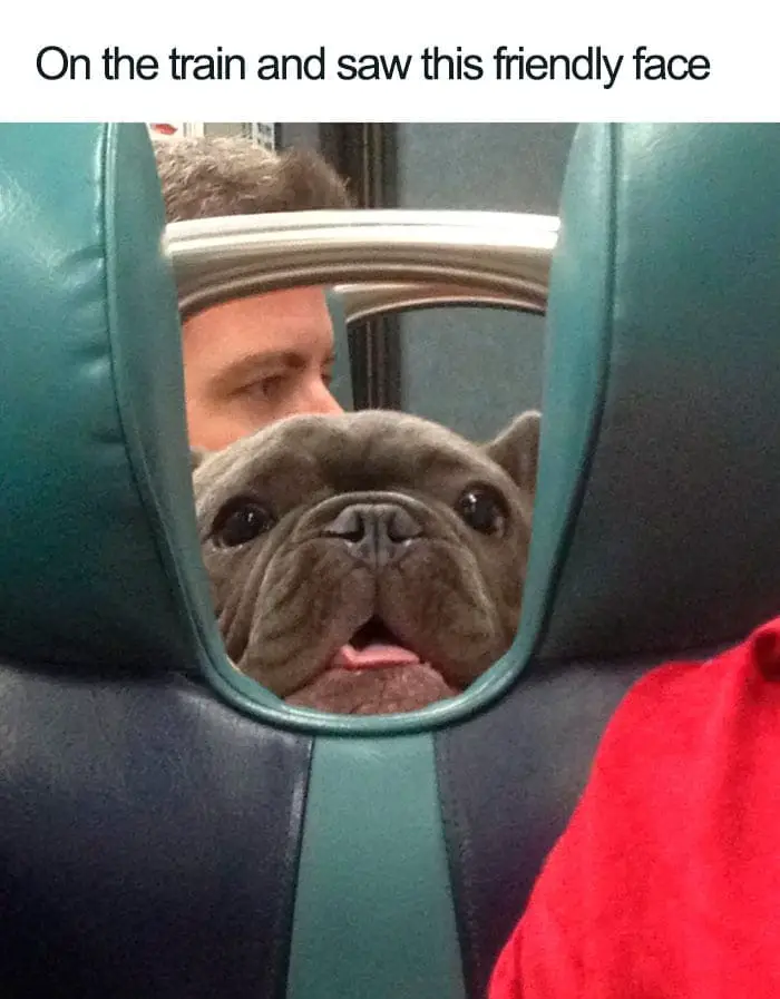 30 Adorable Dog Posts That Are Enough To Make Anyone’s Day 30 doghappy30