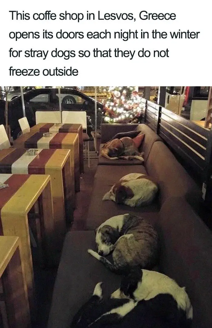 30 Adorable Dog Posts That Are Enough To Make Anyone’s Day 4 doghappy4
