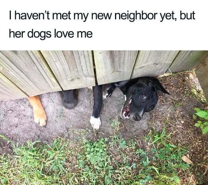 30 Adorable Dog Posts That Are Enough To Make Anyone’s Day 6 doghappy6