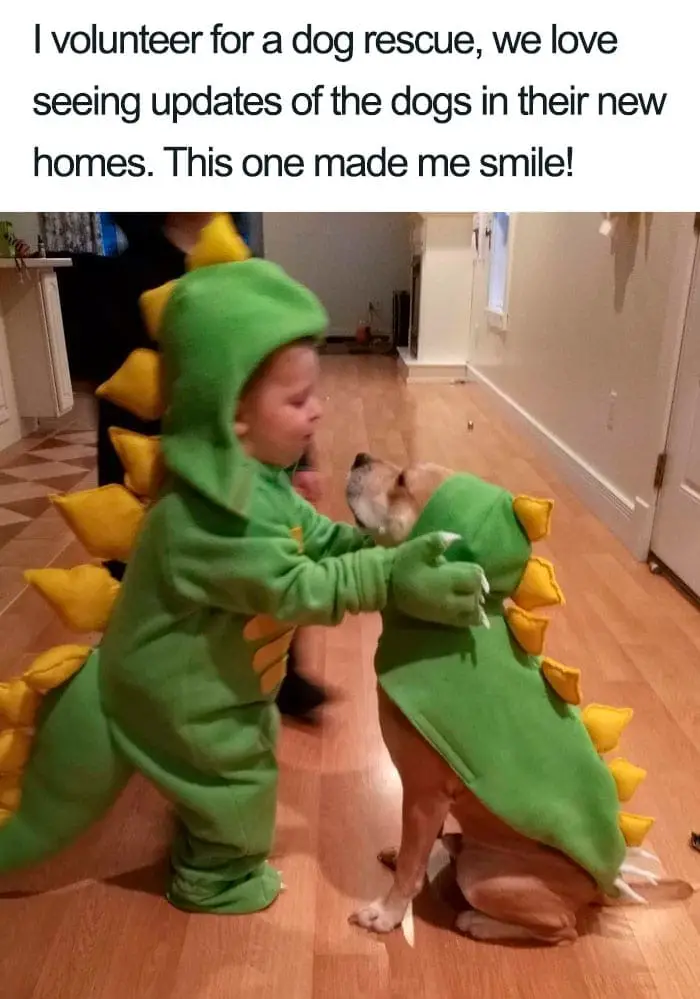 30 Adorable Dog Posts That Are Enough To Make Anyone’s Day 7 doghappy7