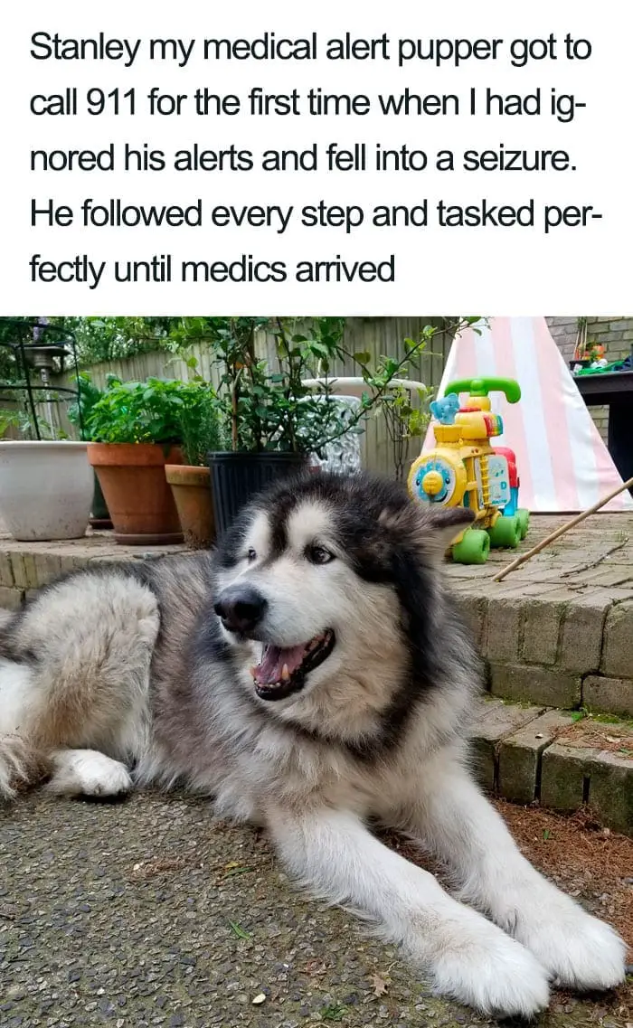 30 Adorable Dog Posts That Are Enough To Make Anyone’s Day 8 doghappy8