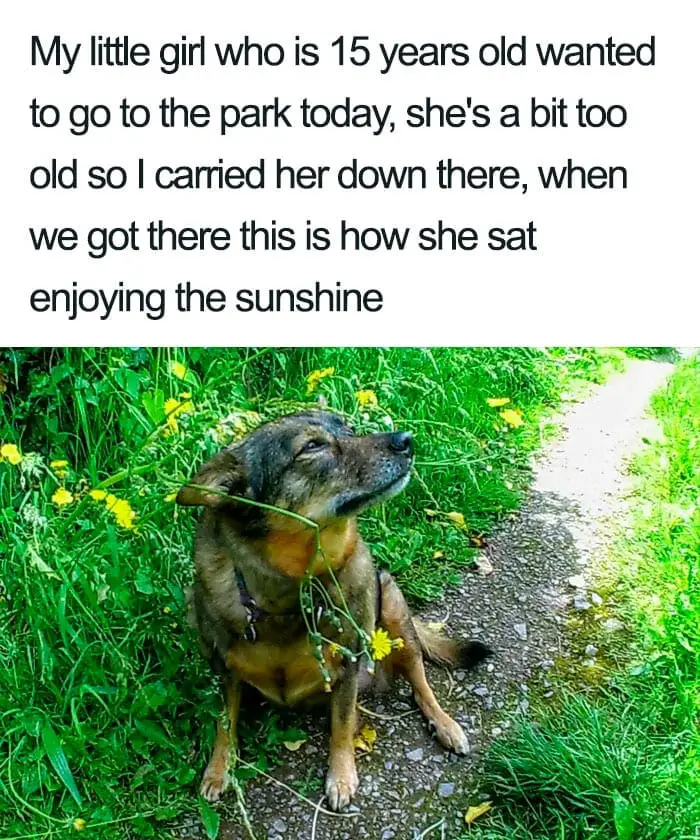 30 Adorable Dog Posts That Are Enough To Make Anyone’s Day 9 doghappy9