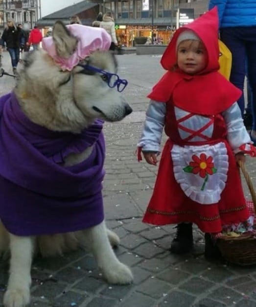 Little Red Riding Hood and Her "Big Bad Wolf" Husky Steal Hearts in Adorable Costumes 1 download 3