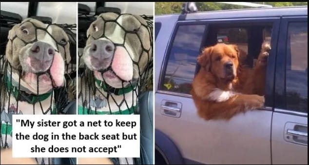funny dogs cars cover