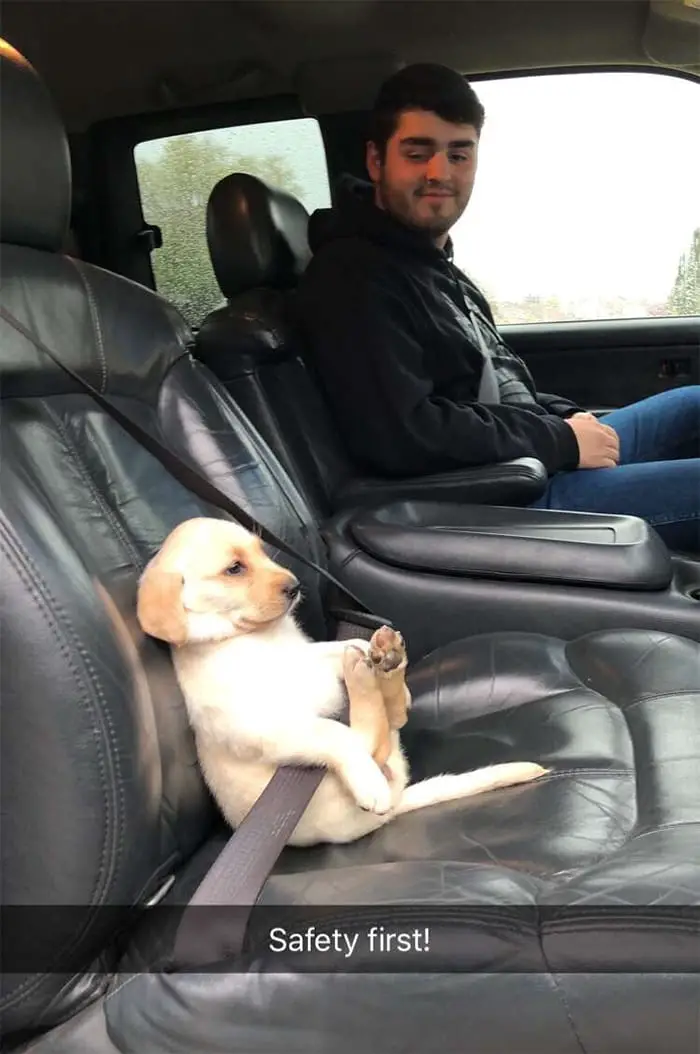 15 Times People Saw Dogs Acting Hilariously Strange In Cars And Just Had To Share 1 funny dogs cars