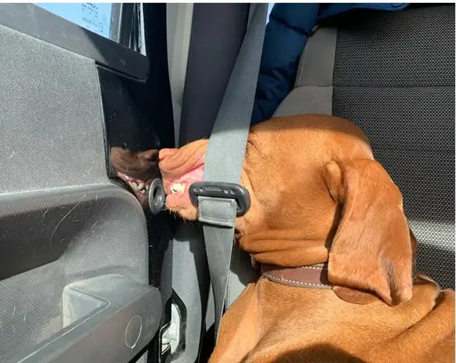 15 Times People Saw Dogs Acting Hilariously Strange In Cars And Just Had To Share 10 funny dogs cars10