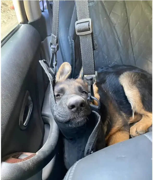 15 Times People Saw Dogs Acting Hilariously Strange In Cars And Just Had To Share 11 funny dogs cars11