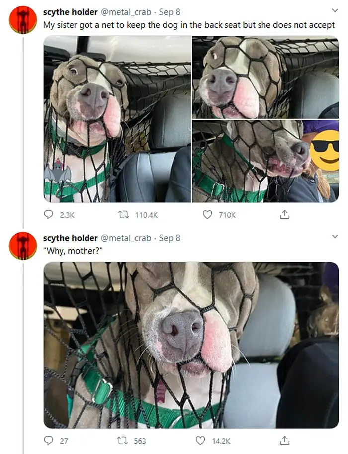 15 Times People Saw Dogs Acting Hilariously Strange In Cars And Just Had To Share 2 funny dogs cars2